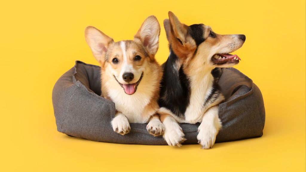 Pet bed print-on-demand suppliers featured image
