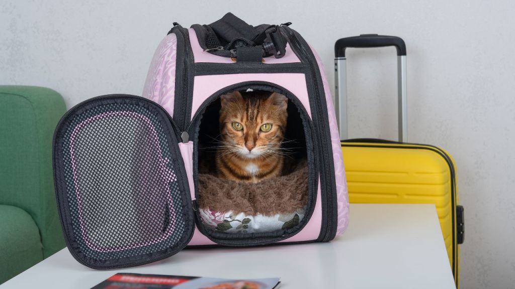 Pet carrier print-on-demand suppliers featured image